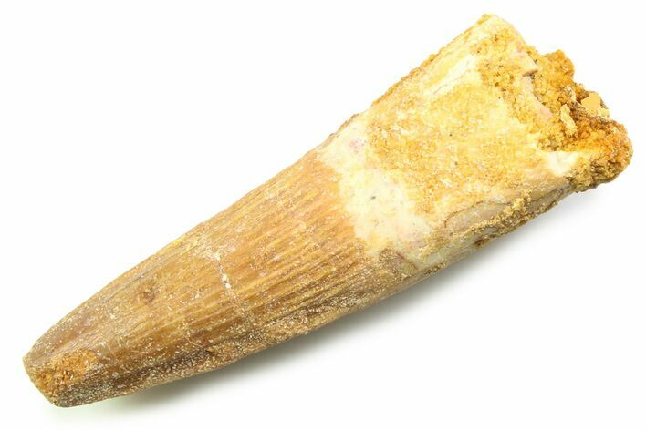 Fossil Spinosaurus Tooth - Real Dinosaur Tooth #357844